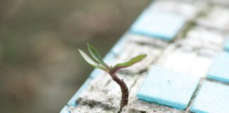 A small plant sprouting from a crack in a tiled surface