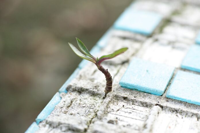 A small plant sprouting from a crack in a tiled surface